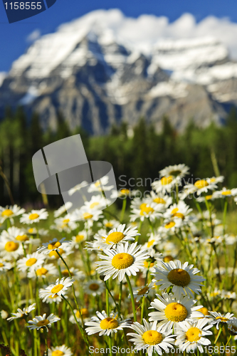 Image of Daisies at Mount Robson provincial park, Canada