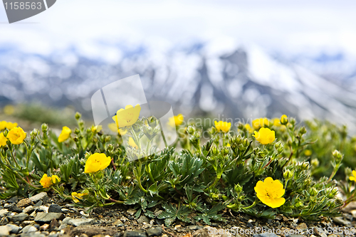 Image of Alpine meadow in Jasper National Park