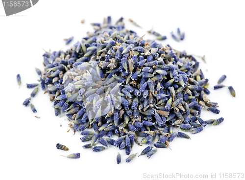 Image of Dried lavender herb flowers