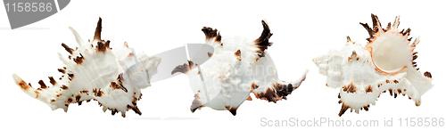 Image of Beautiful seashell