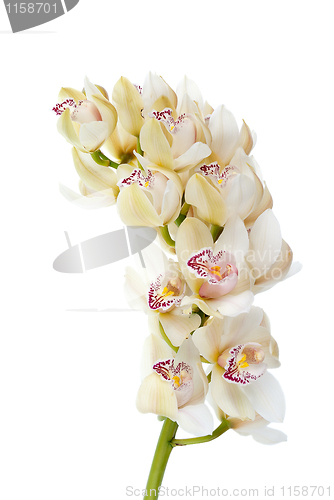 Image of Orchid flower