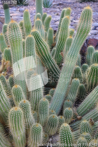 Image of Cactus