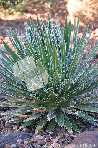 Image of Cactus