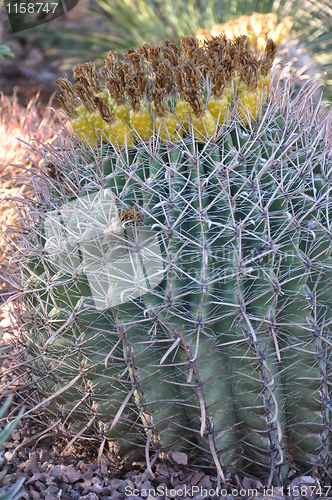 Image of Cactus