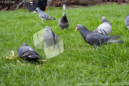 Image of Gray piegons on green grass