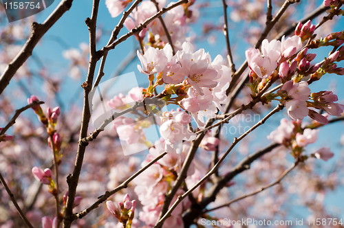 Image of Pink cherry blossom