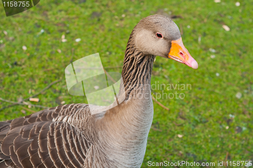 Image of Goose on green grass