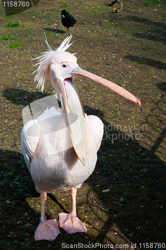 Image of Pink pelican on brown ground