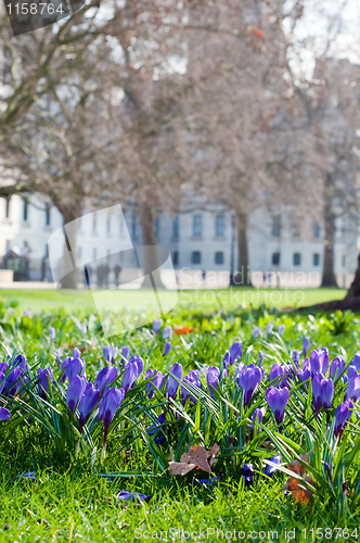 Image of Crocus on green grass