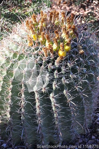 Image of Cactus