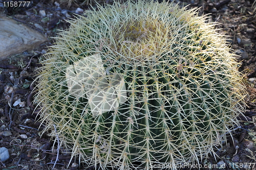 Image of Cactus