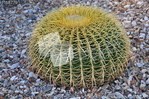 Image of Cactus