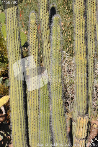 Image of Cactus