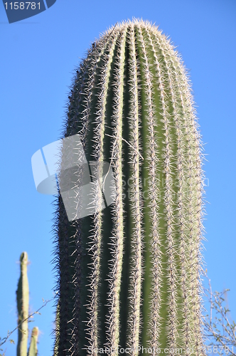 Image of Cactus