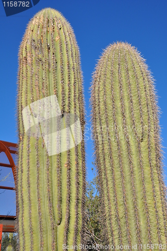 Image of Cactus