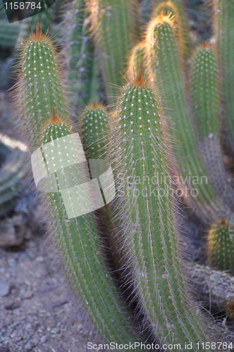 Image of Cactus