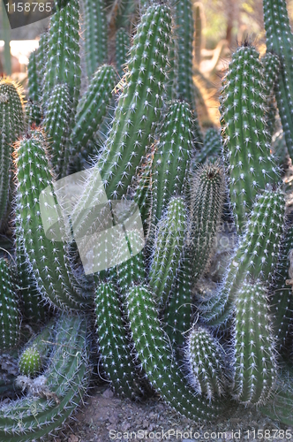 Image of Cactus