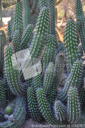 Image of Cactus