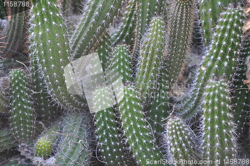 Image of Cactus