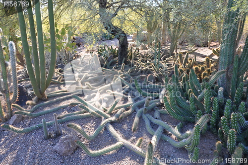 Image of Cactus