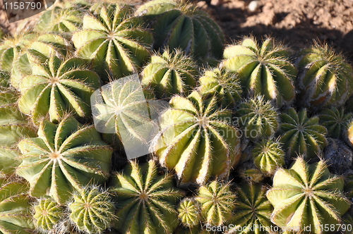 Image of Cactus