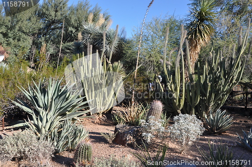 Image of Cactus