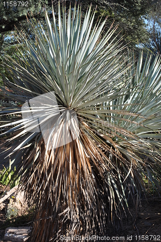 Image of Cactus