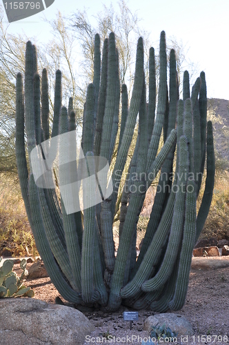 Image of Cactus