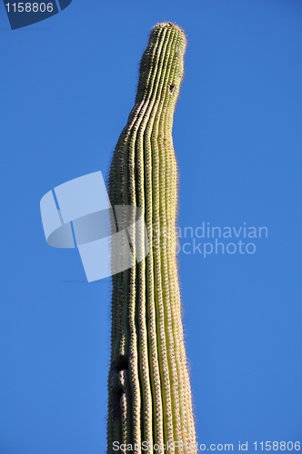 Image of Cactus