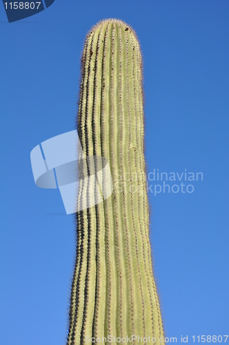 Image of Cactus