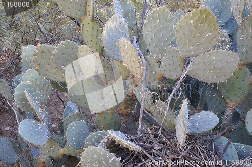 Image of Cactus