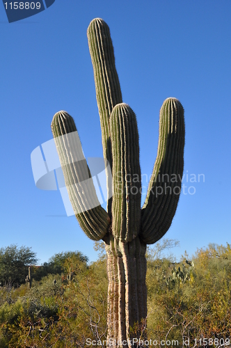 Image of Cactus