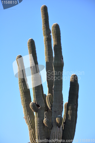 Image of Cactus