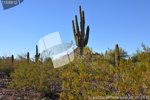 Image of Cactus