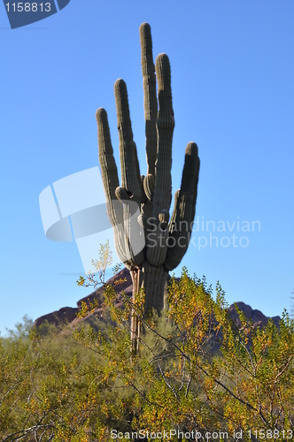 Image of Cactus