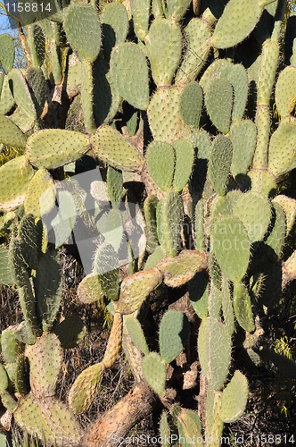 Image of Cactus