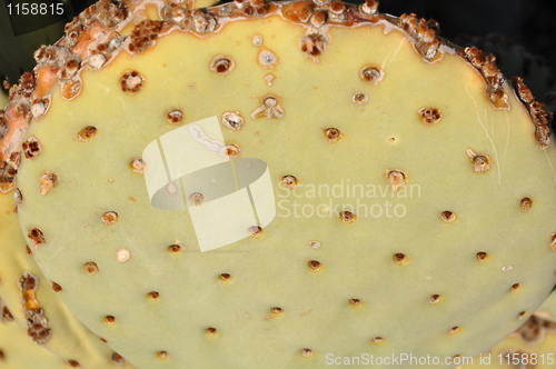 Image of Cactus