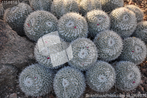 Image of Cactus