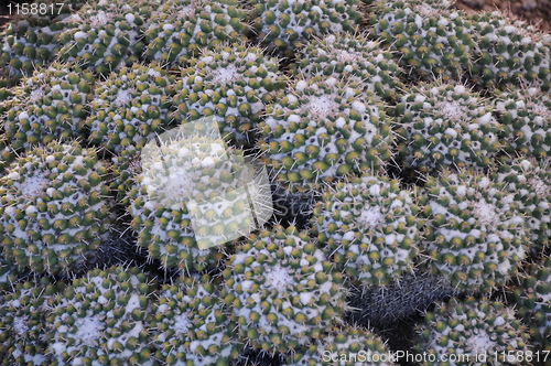 Image of Cactus