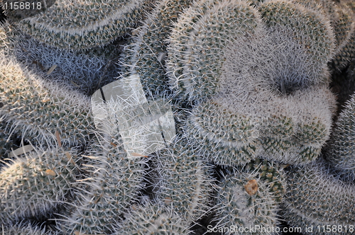 Image of Cactus