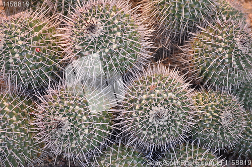 Image of Cactus