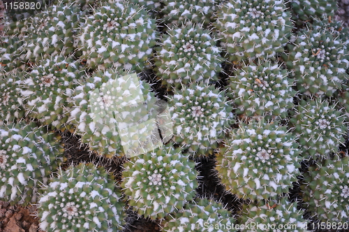 Image of Cactus