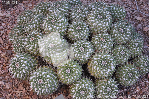 Image of Cactus