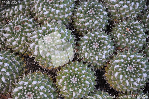 Image of Cactus