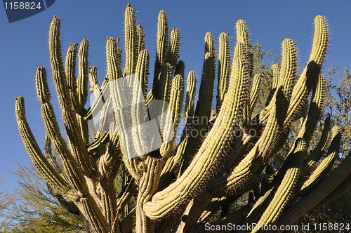 Image of Cactus