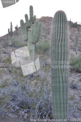 Image of Cactus