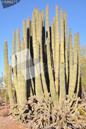 Image of Cactus