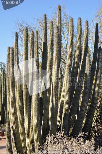 Image of Cactus