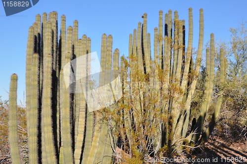 Image of Cactus