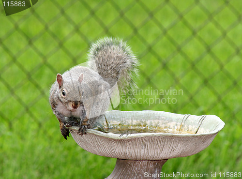 Image of Perched Squirrel